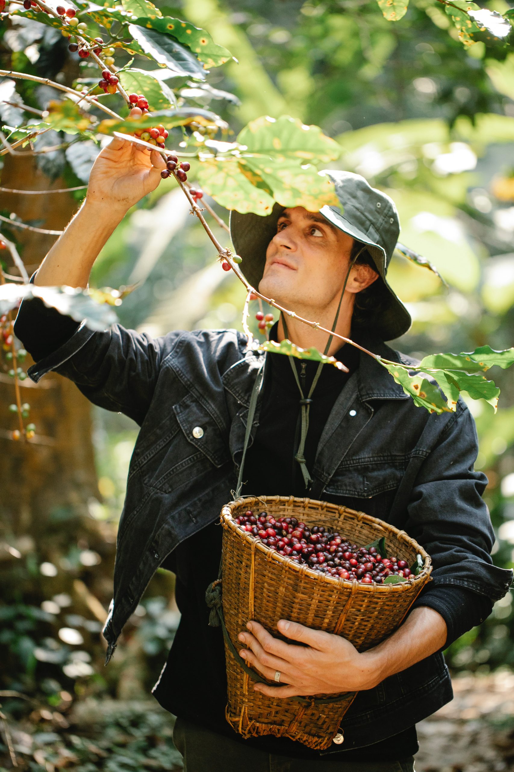 coffee farmer in cultivation 